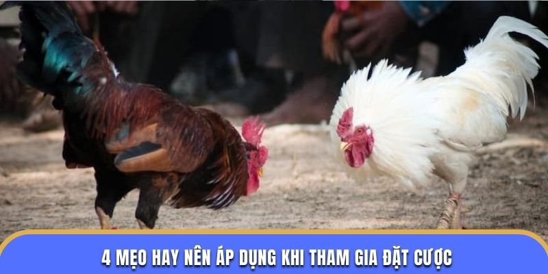 4 mẹo hay nên áp dụng khi tham gia đặt cược Đá Gà Cựa Dao