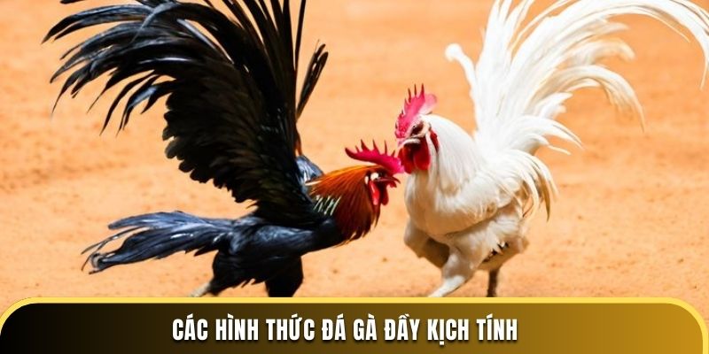 Các hình thức đá gà đầy kịch tính