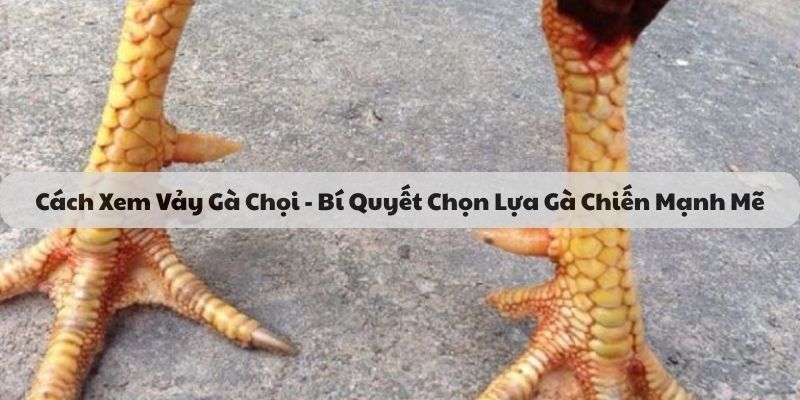 cách xem vảy gà chọi