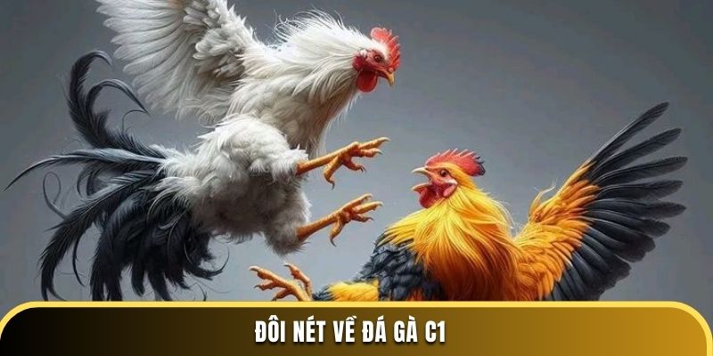 Đôi nét về đá gà C1
