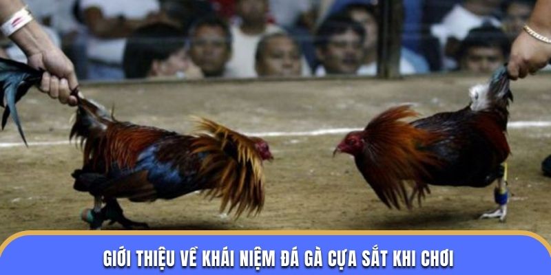 Giới thiệu về khái niệm đá gà cựa sắt khi chơi