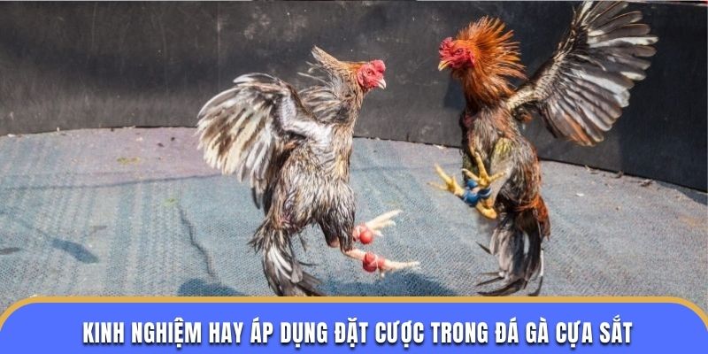 Kinh nghiệm hay áp dụng đặt cược trong đá gà cựa sắt