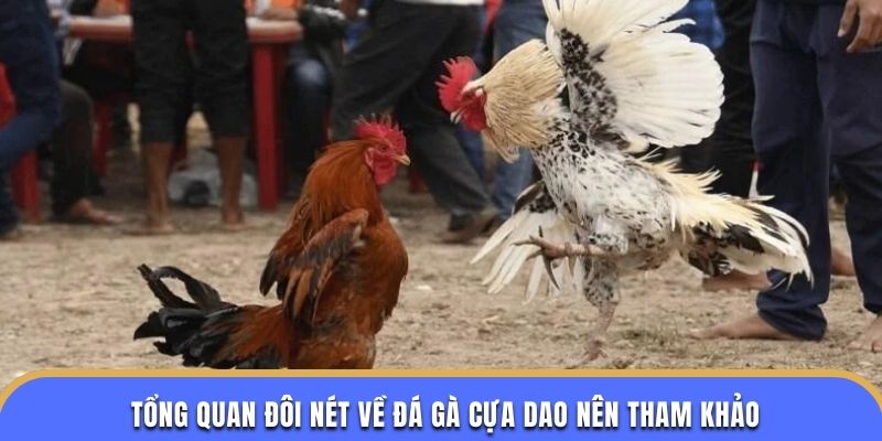 Tổng quan đôi nét về đá gà cựa dao nên tham khảo