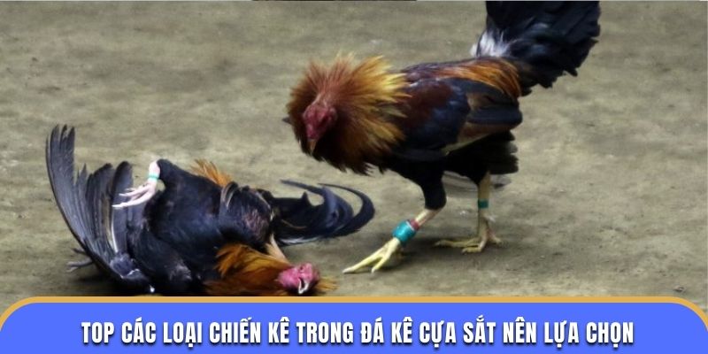 Top các loại chiến kê trong đá kê cựa sắt nên lựa chọn